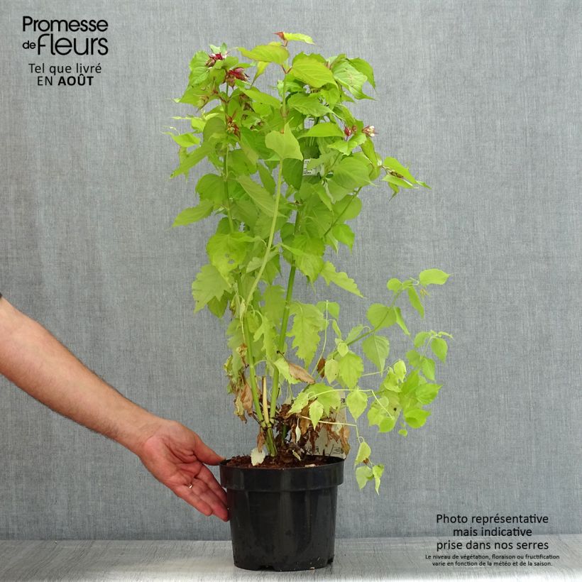 Spécimen de Leycesteria formosa Little Lanterns - Arbre aux faisans Pot de 3L/4L tel que livré en été