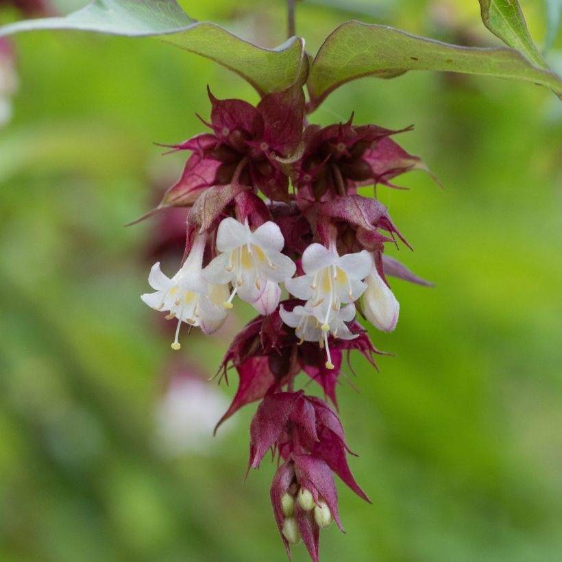 Graines d'Arbre-aux-faisans - Leycesteria formosa (Floraison)