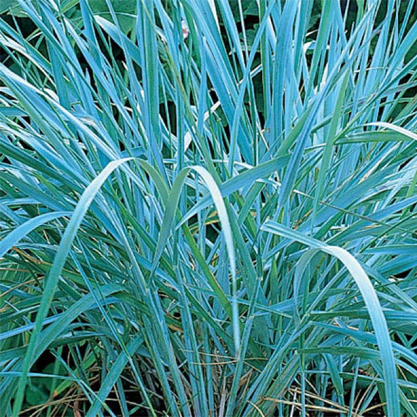 Leymus arenarius - Blé d'Azur (Foliage)
