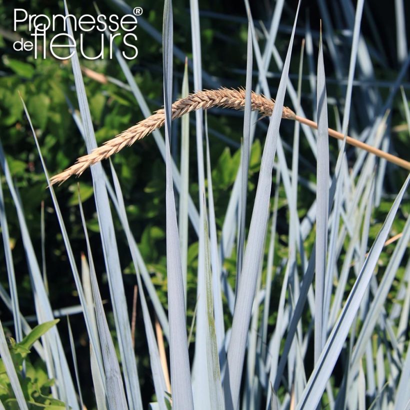 Leymus arenarius Blue Dune - Blé d'Azur  (Foliage)