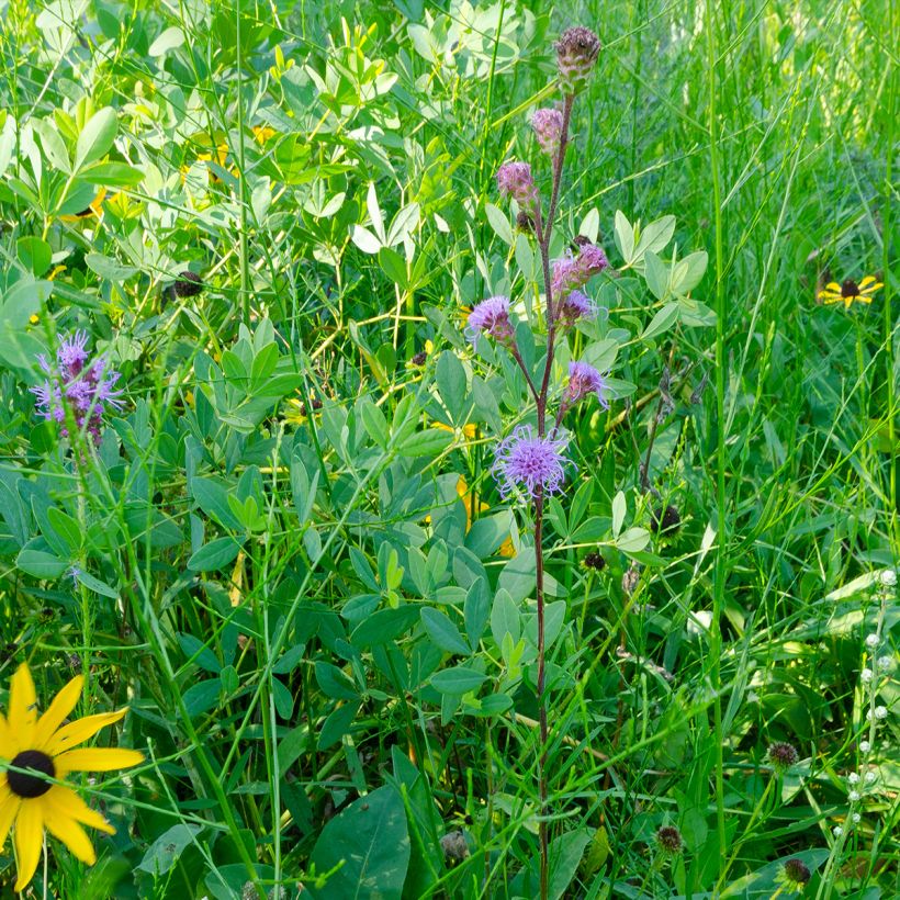 Liatris ligulistylis, Plume du Kansas (Plant habit)
