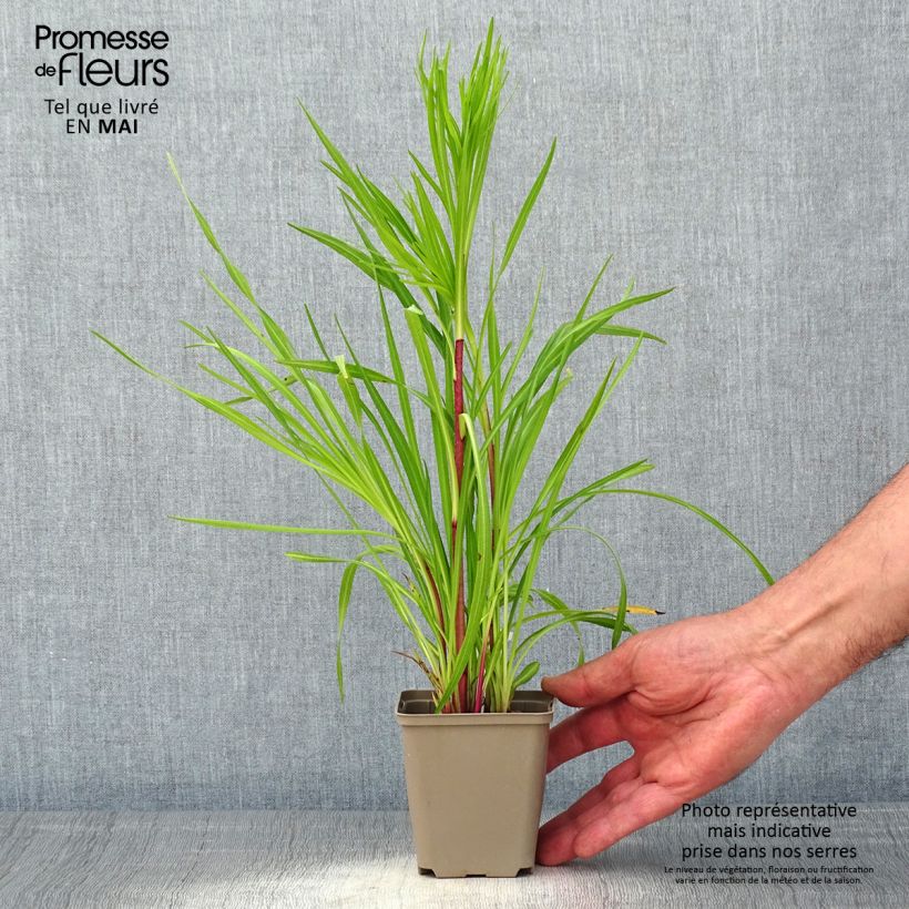 Example of Liatris pycnostachya Godet de 8/9 cm as you get in printemps