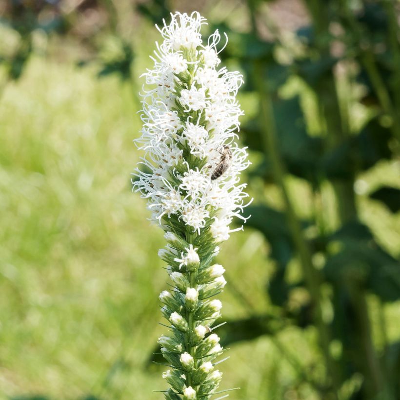 Plume du Kansas - Liatris spicata Floristan White (Flowering)