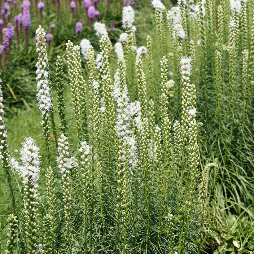 Plume du Kansas - Liatris spicata Floristan White (Plant habit)