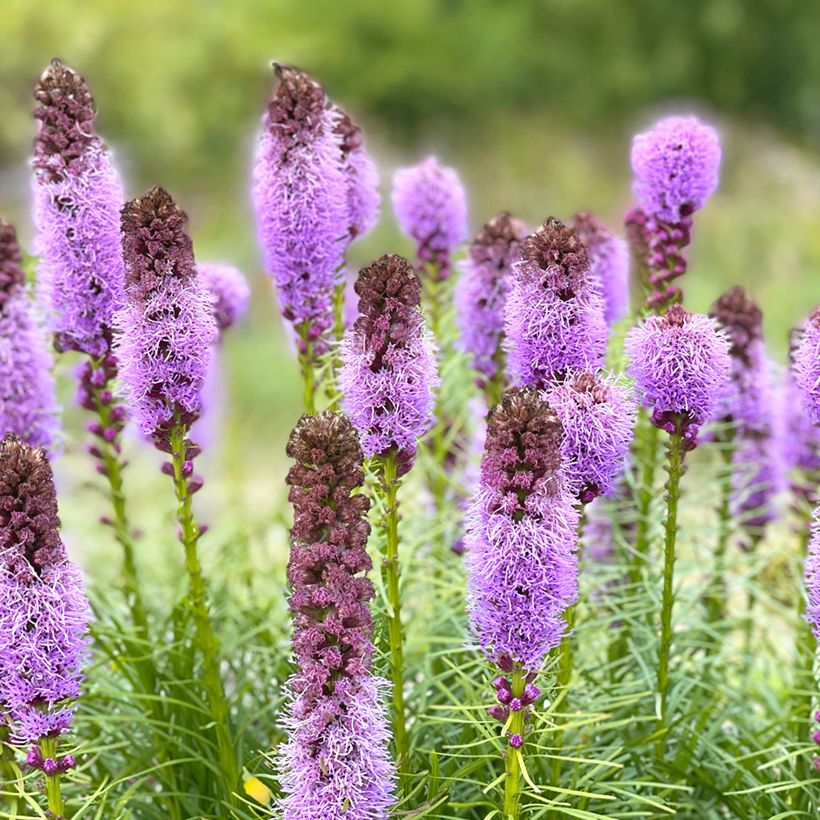 Liatris spicata, Liatride à épis, Plume du Kansas (Flowering)