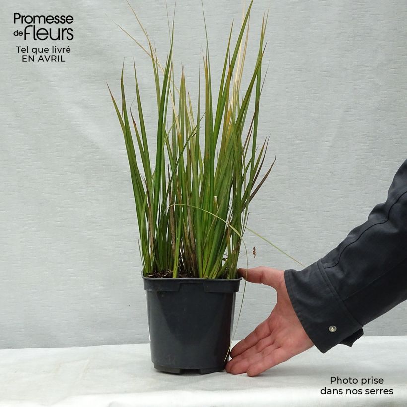 Example of Libertia peregrinans - Iris de Nouvelle-Zélande  Pot de 2L/3L as you get in printemps
