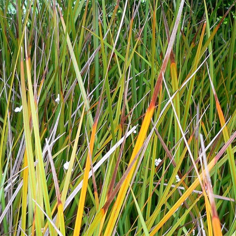 Libertia peregrinans - Iris de Nouvelle-Zélande  (Foliage)