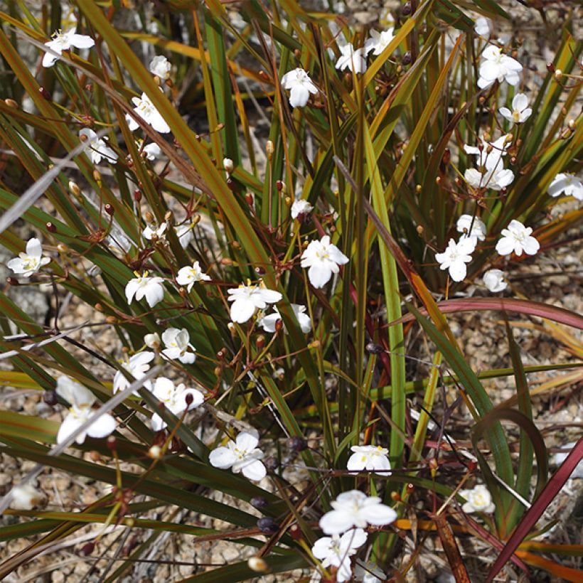 Libertia peregrinans - Iris de Nouvelle-Zélande  (Flowering)