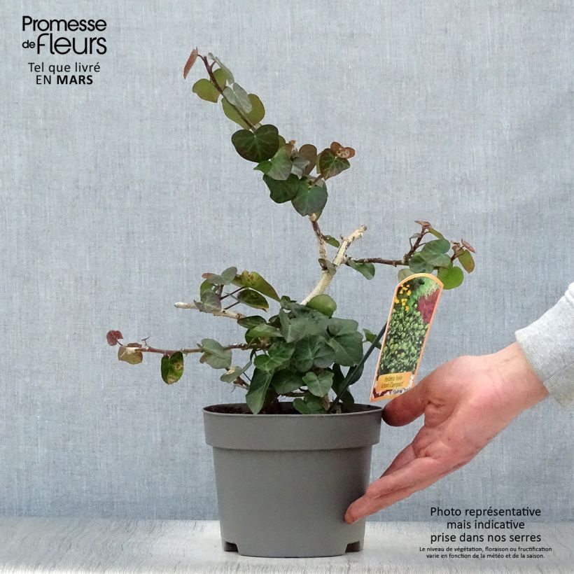 Example of Lierre arbustif - Hedera helix Arbori Compact Pot de 2L/3L as you get in printemps