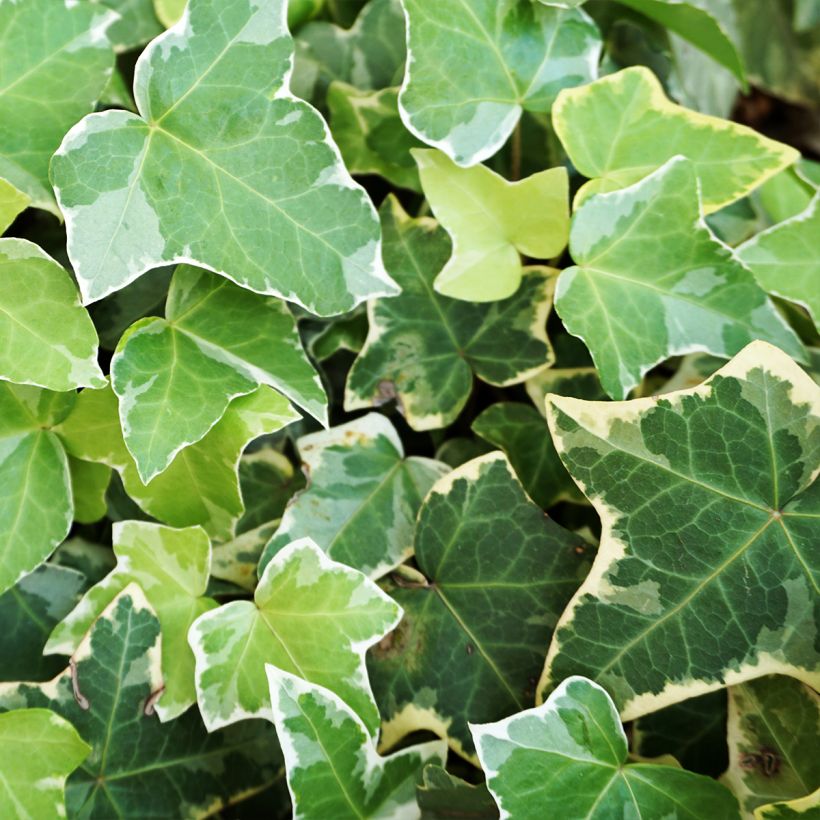 Lierre commun - Hedera helix Eva (Foliage)