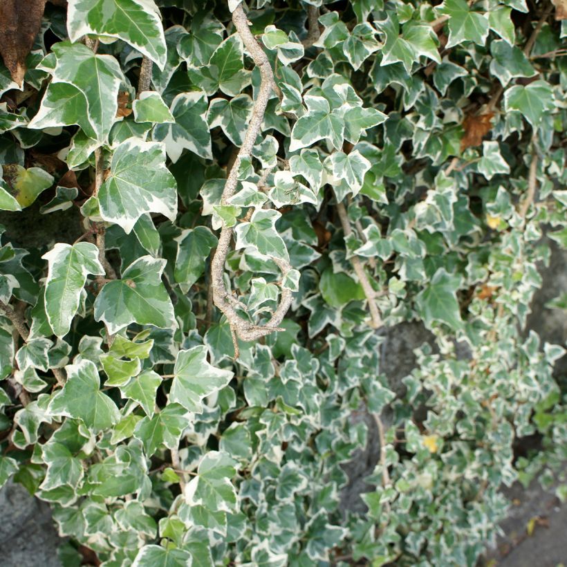 Lierre commun - Hedera helix Eva (Plant habit)