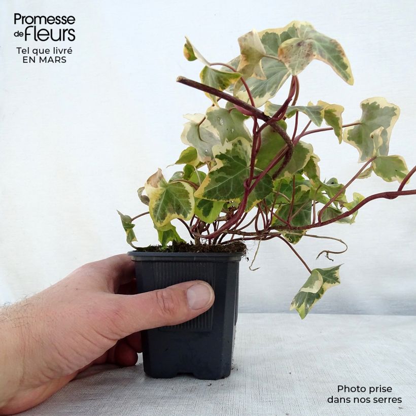 Example of Lierre commun - Hedera helix Goldchild Godet de 8/9 cm as you get in printemps