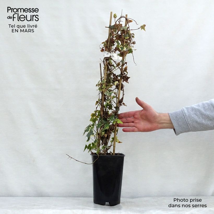 Example of Lierre commun - Hedera helix Goldchild Pot de 1,5L/2L as you get in printemps