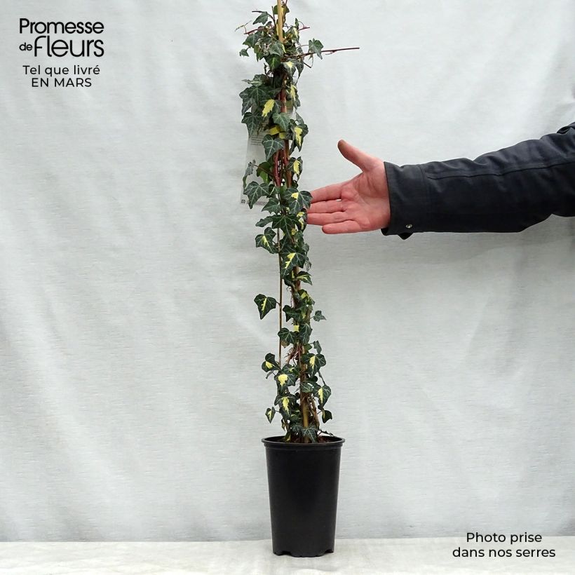 Example of Lierre commun - Hedera helix Goldheart Pot de 1,5L/2L as you get in printemps