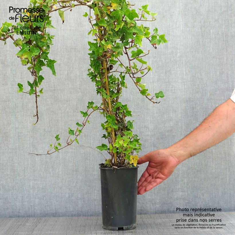 Example of Lierre commun - Hedera helix Ivalace Pot de 2L/3L as you get in printemps