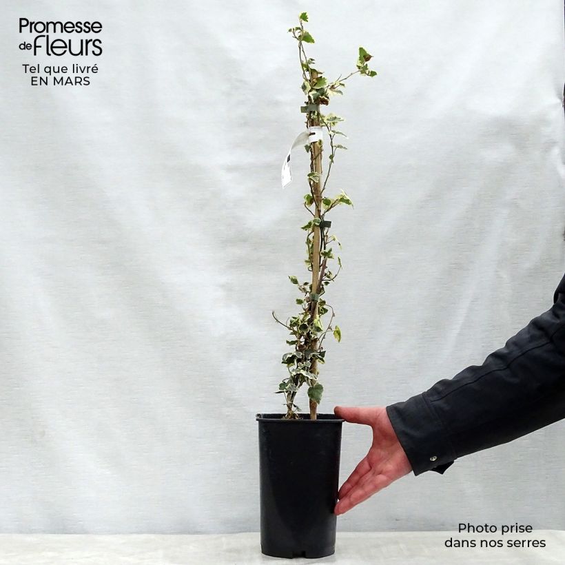 Example of Lierre commun - Hedera helix Marginata Elegantissima Pot de 2L/3L as you get in printemps