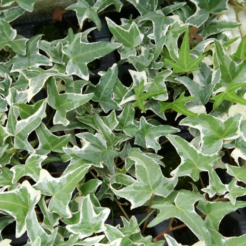 Lierre commun - Hedera helix Sagittifolia Variegata (Foliage)
