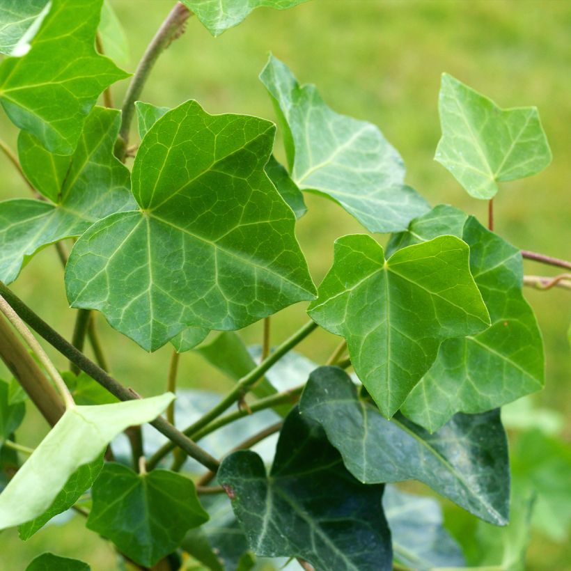 Lierre commun - Hedera helix Woerner (Foliage)