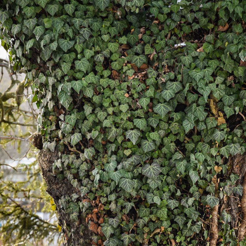 Lierre commun - Hedera helix Woerner (Plant habit)