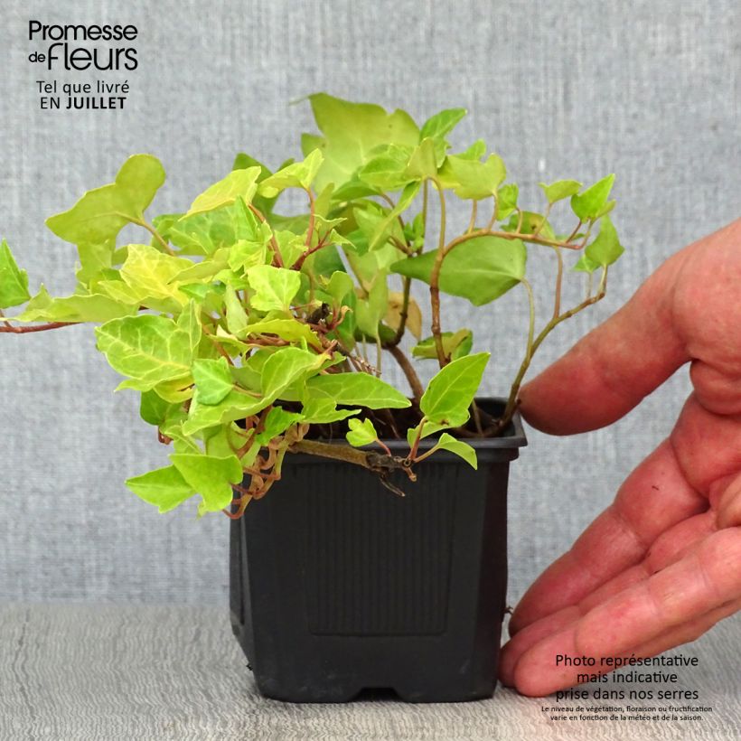 Spécimen de Lierre commun - Hedera helix Godet de 8/9 cm tel que livré en été