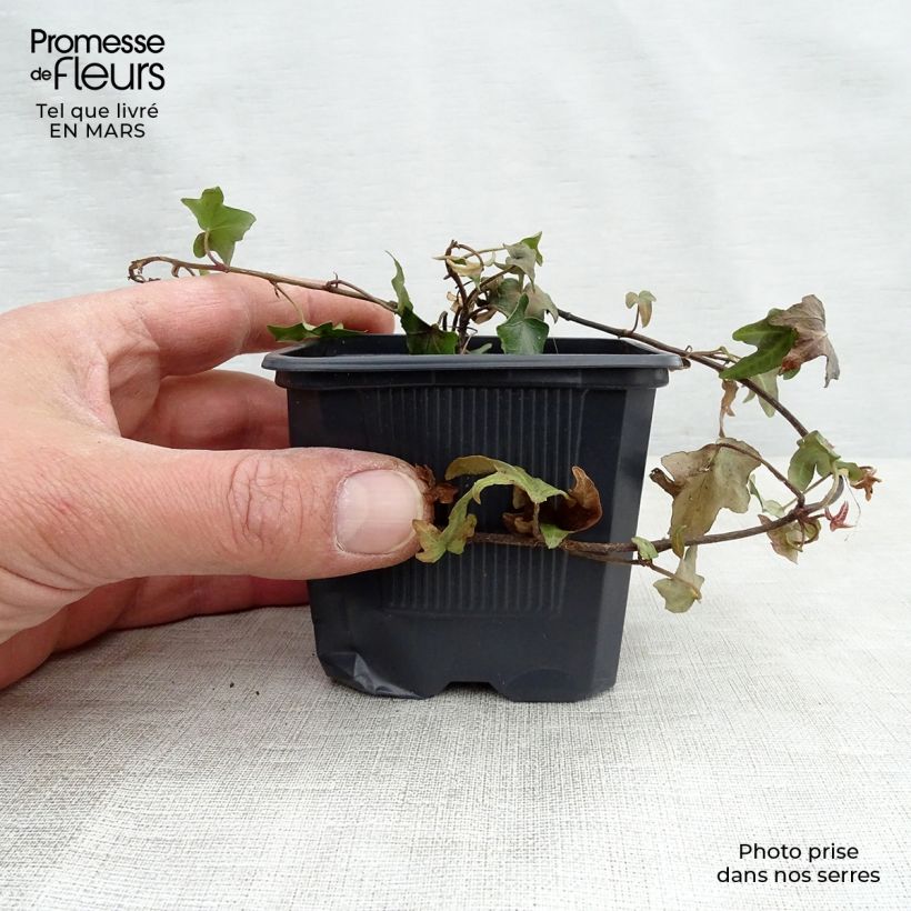 Example of Lierre commun - Hedera helix Godet de 8/9 cm as you get in printemps