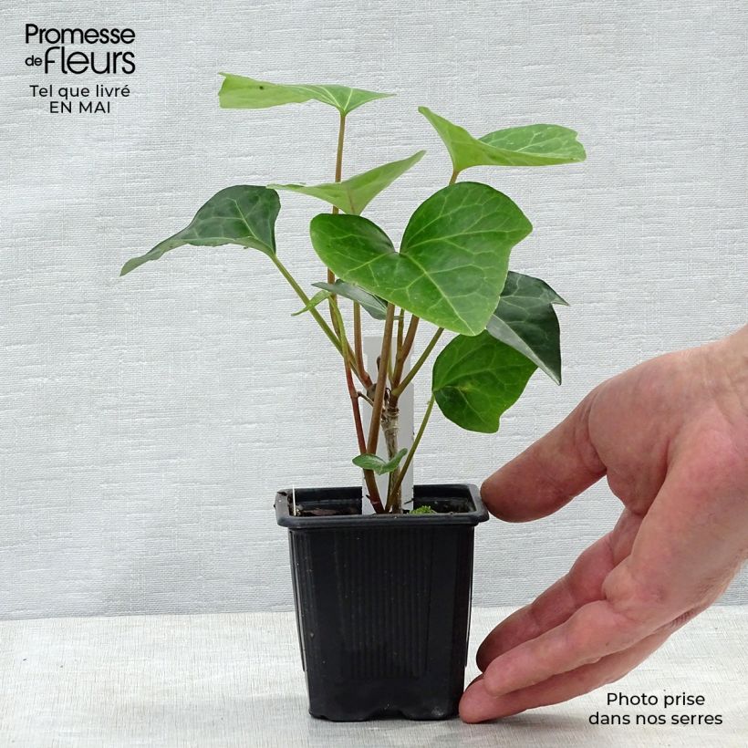 Example of Lierre couvre-sol Hedera Algerian Bellecour® Godet de 7/8 cm as you get in printemps