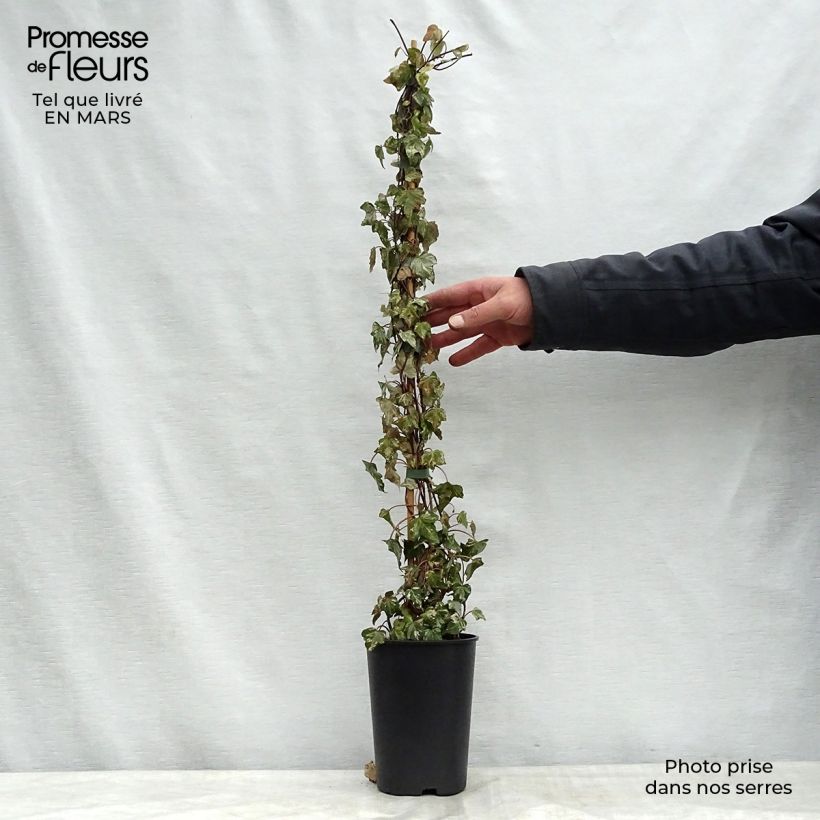 Example of Lierre d'ornement - Hedera helix Kolibri Pot de 2L/3L as you get in printemps