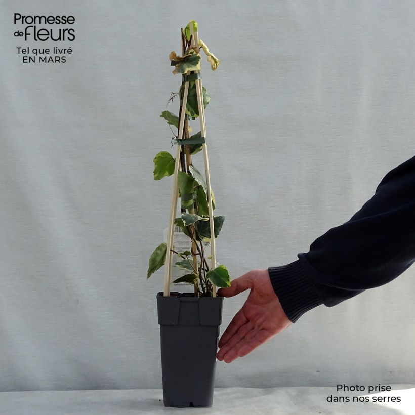 Spécimen de Lierre de Colchide - Hedera colchica Dentata Variegata Pot de 1L/1,5L tel que livré au printemps