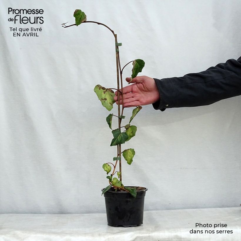 Example of Lierre de Colchide - Hedera colchica Sulphur Heart Pot de 1,5L/2L as you get in printemps
