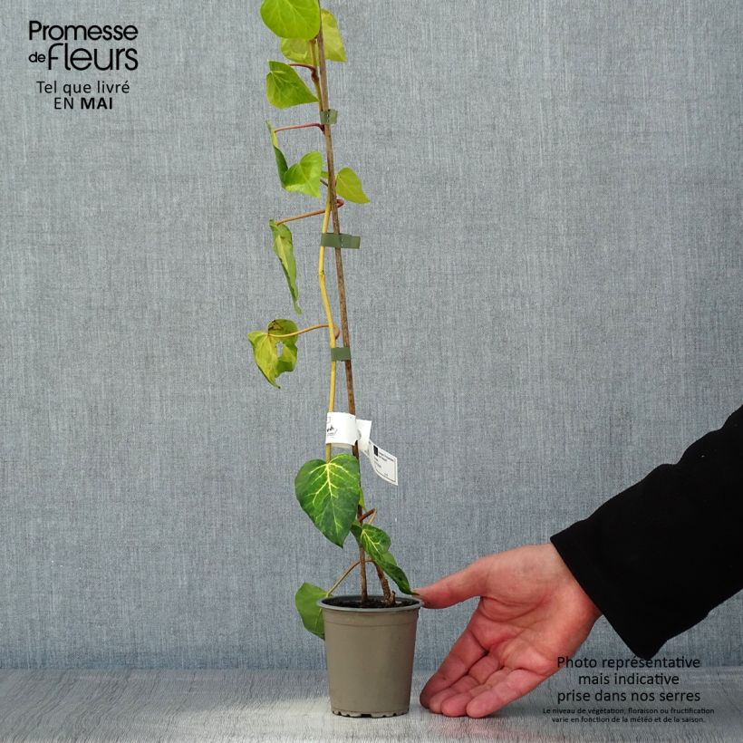 Example of Lierre de Colchide - Hedera colchica Sulphur Heart Godet de 8/9 cm as you get in printemps