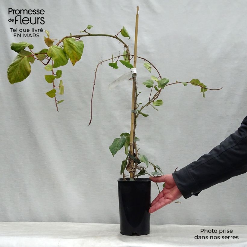 Example of Lierre de Colchide - Hedera colchica Pot de 2L/3L as you get in printemps