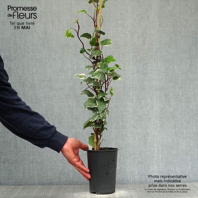 Example of Lierre des Canaries - Hedera algeriensis Gloire de Marengo Pot de 2L/3L as you get in printemps