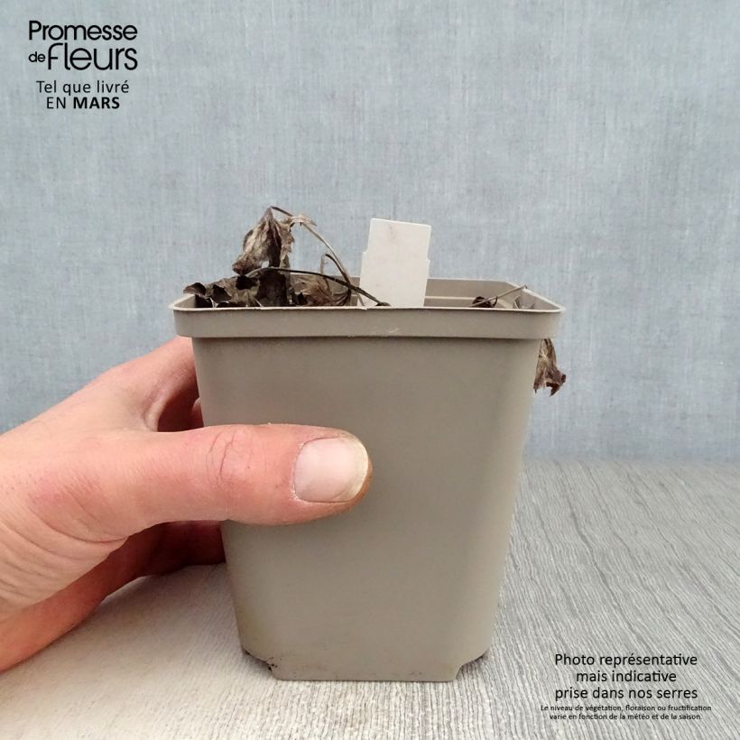 Spécimen de Ligulaire - Ligularia Osiris Cafe Noir Godet de 8/9 cm tel que livré au printemps