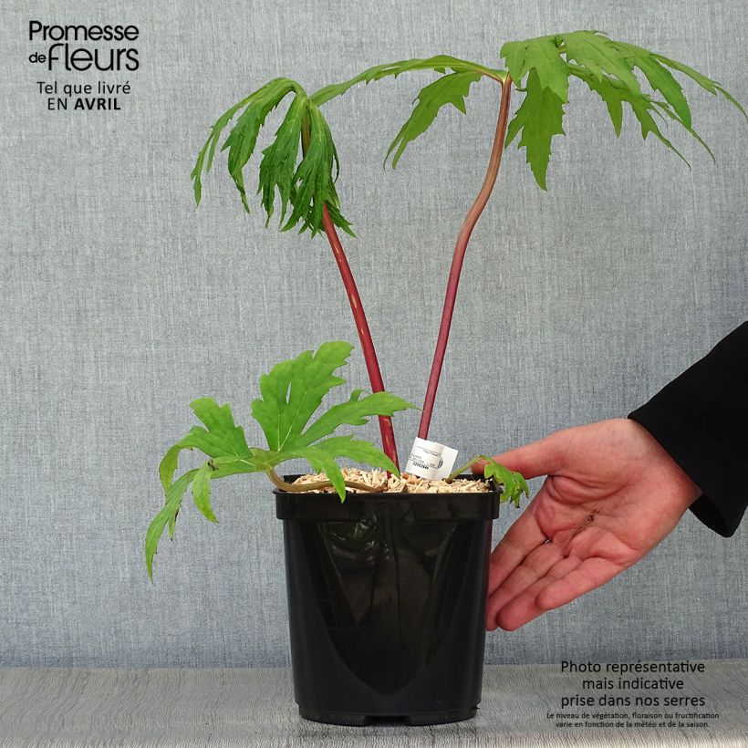 Spécimen de Ligulaire - Ligularia japonica Rising Sun Pot de 2L/3L tel que livré au printemps