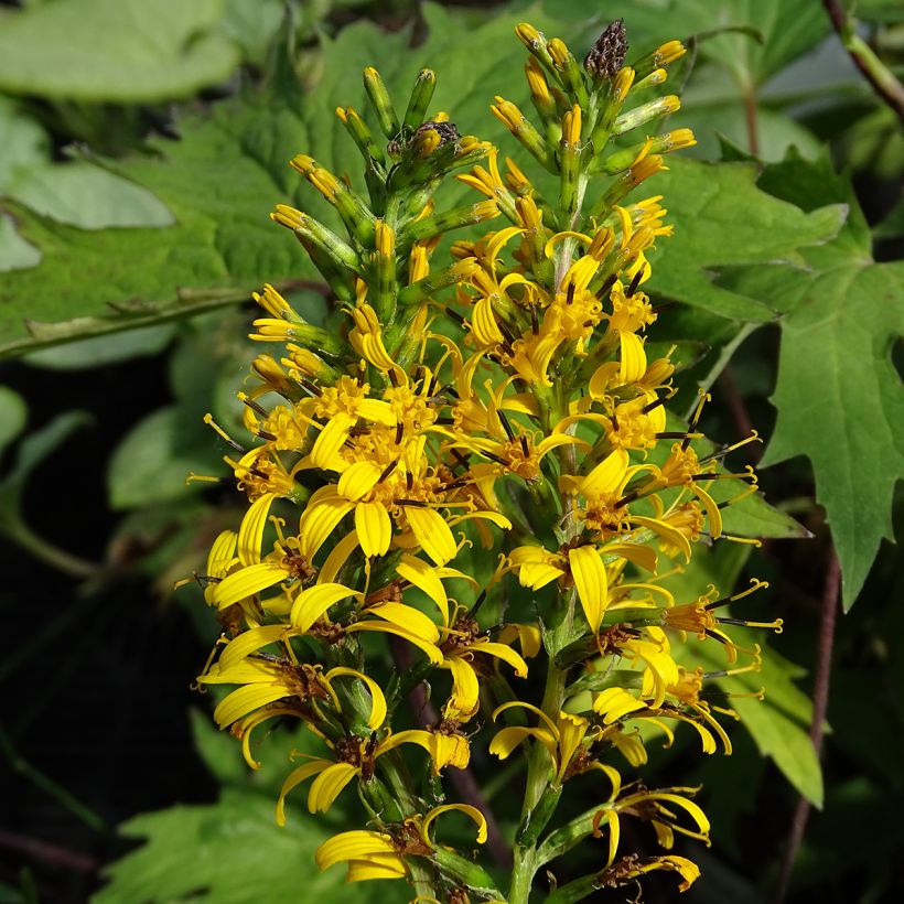 Ligulaire - Ligularia przewalskii (Flowering)