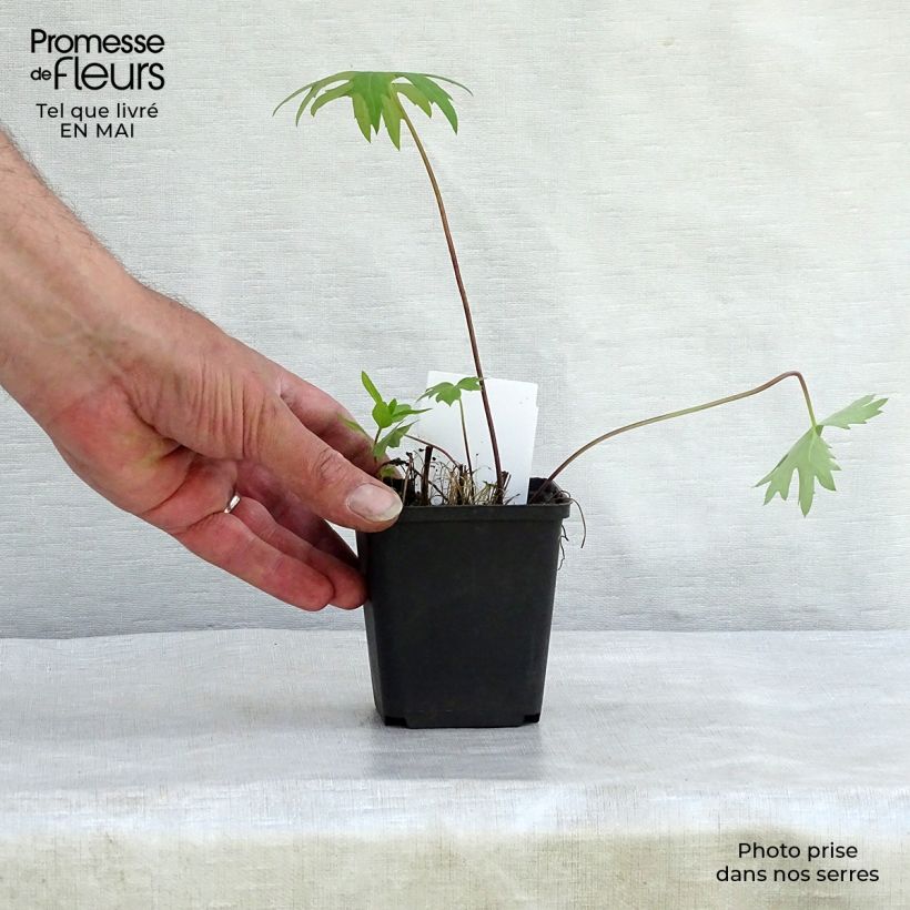 Example of Ligulaire - Ligularia przewalskii Godet de 8/9 cm as you get in printemps