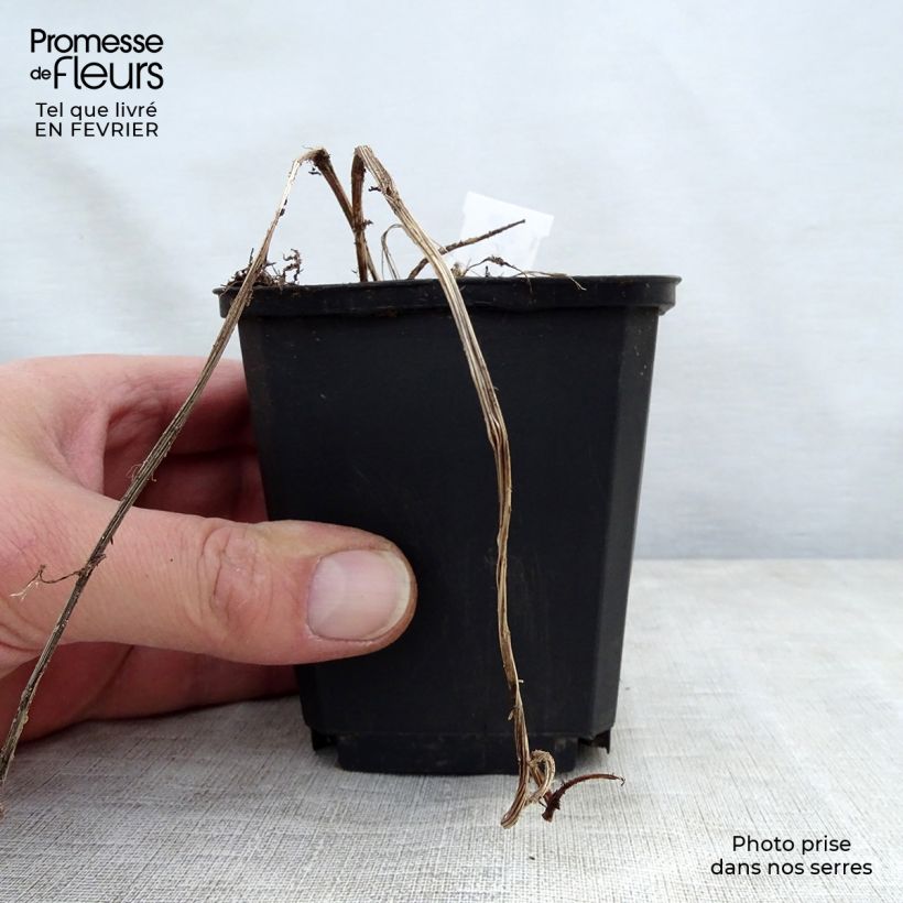 Spécimen de Ligulaire - Ligularia stenocephala Godet de 8/9 cm tel que livré en hiver