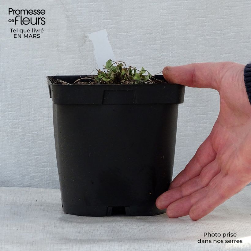 Spécimen de Ligulaire - Ligularia stenocephala The Rocket Pot de 2L/3L tel que livré au printemps