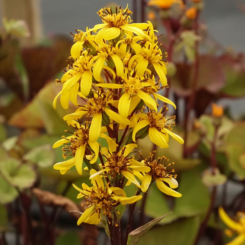 Ligulaire hessei Lanternchern - Ligularia x hessei Lanternchen (Flowering)