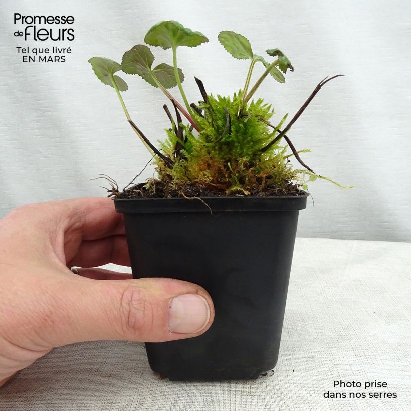 Spécimen de Ligulaire hessei - Ligularia hessei Godet de 8/9 cm tel que livré au printemps