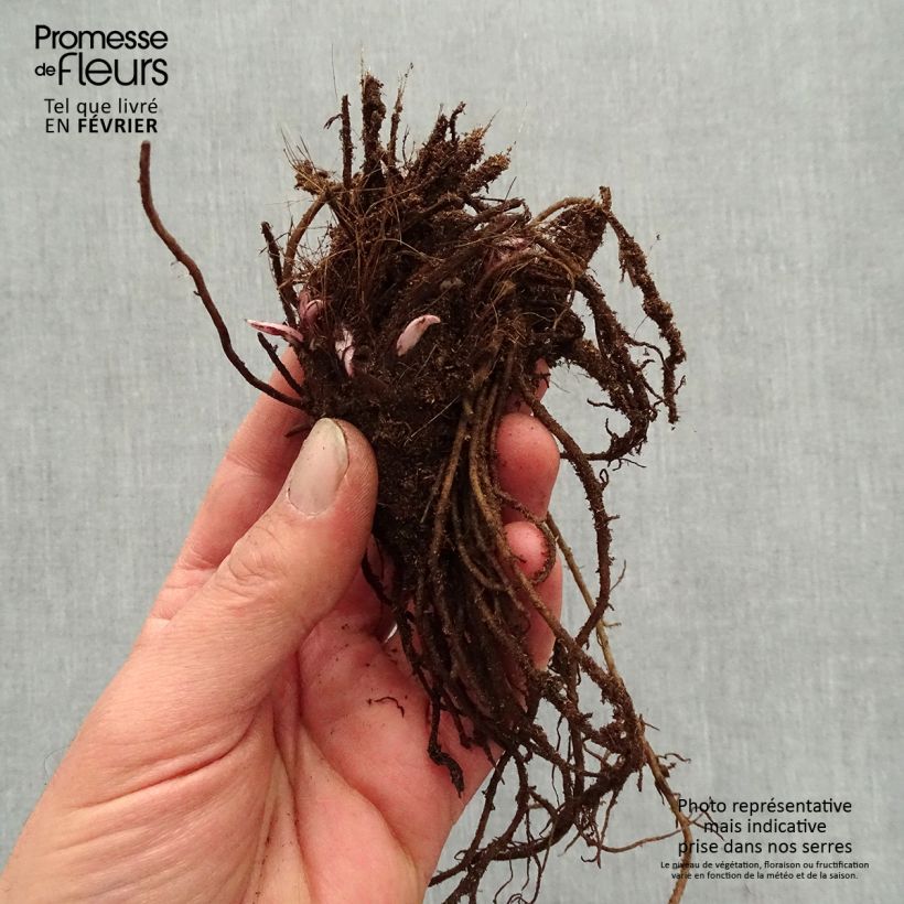 Example of Ligularia Little Golden Ray - Ligulaire Racines nues, Qualité premium as you get in hiver