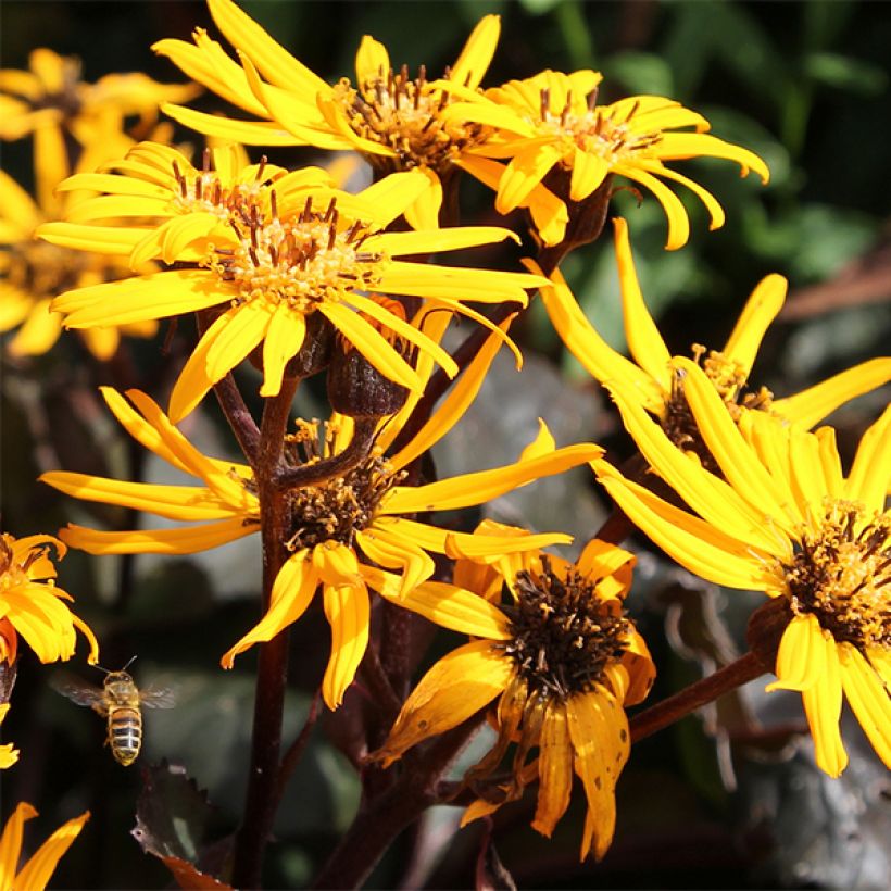 Ligularia dentata Britt-Marie Crawford - Ligulaire (Floraison)