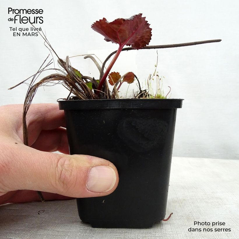 Spécimen de Ligularia dentata Britt-Marie Crawford - Ligulaire Godet de 8/9 cm tel que livré au printemps