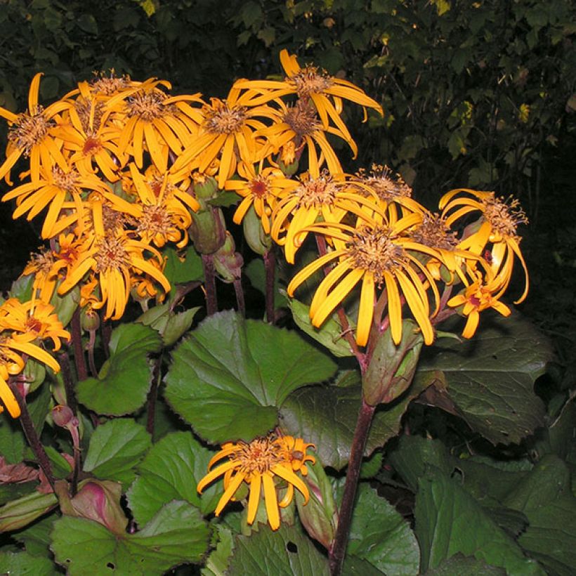 Ligulaire - Ligularia dentata Desdemona  (Flowering)