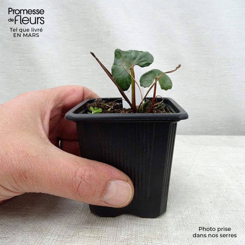 Example of Ligularia dentata - Ligulaire dentée Godet de 8/9 cm as you get in printemps