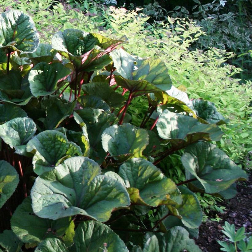 Ligularia dentata Othello - Ligulaire (Plant habit)