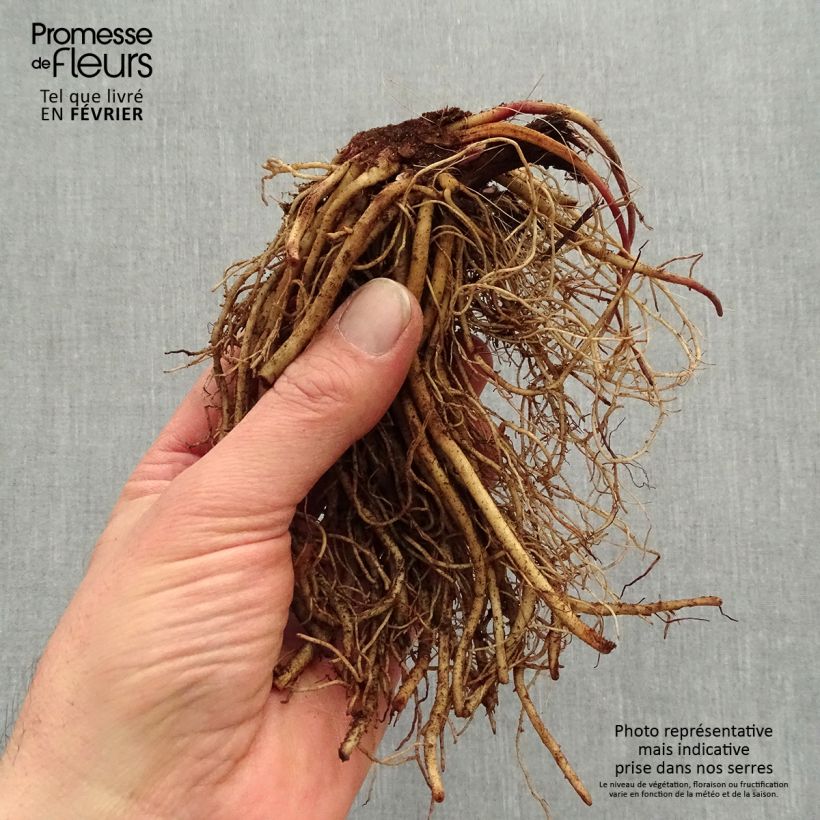 Example of Ligularia dentata Othello - Ligulaire Racines nues, Qualité premium as you get in hiver