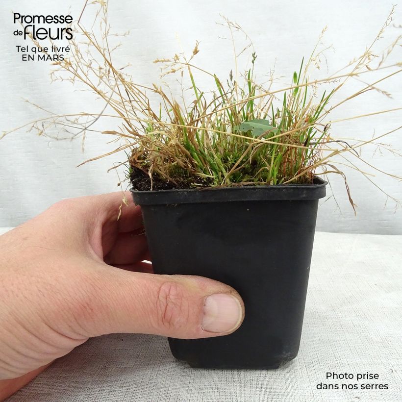 Spécimen de Ligularia hodgsonii - Ligulaire de Hodgson Godet de 8/9 cm tel que livré au printemps