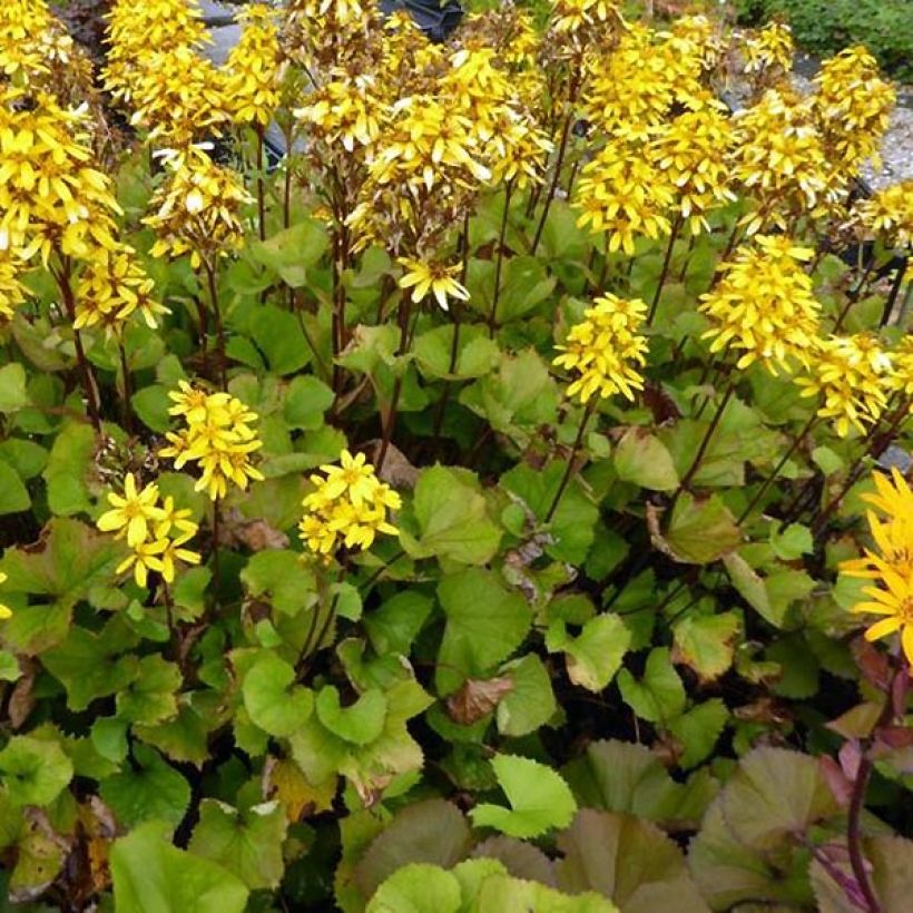 Ligulaire hessei Lanternchern - Ligularia x hessei Lanternchen (Plant habit)