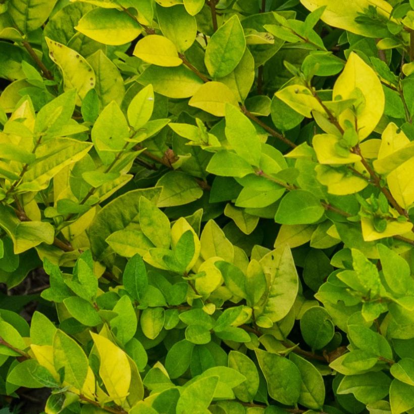 Troène doré - Ligustrum vicaryi  (Foliage)